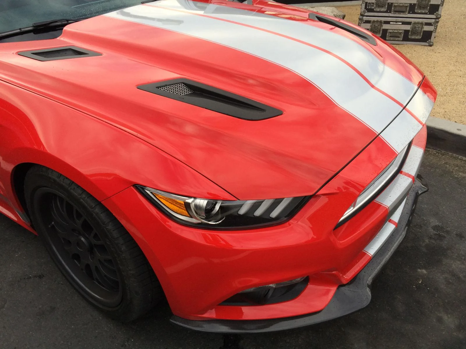 shelby5.webp