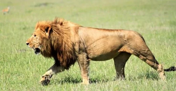 Car - lion.webp