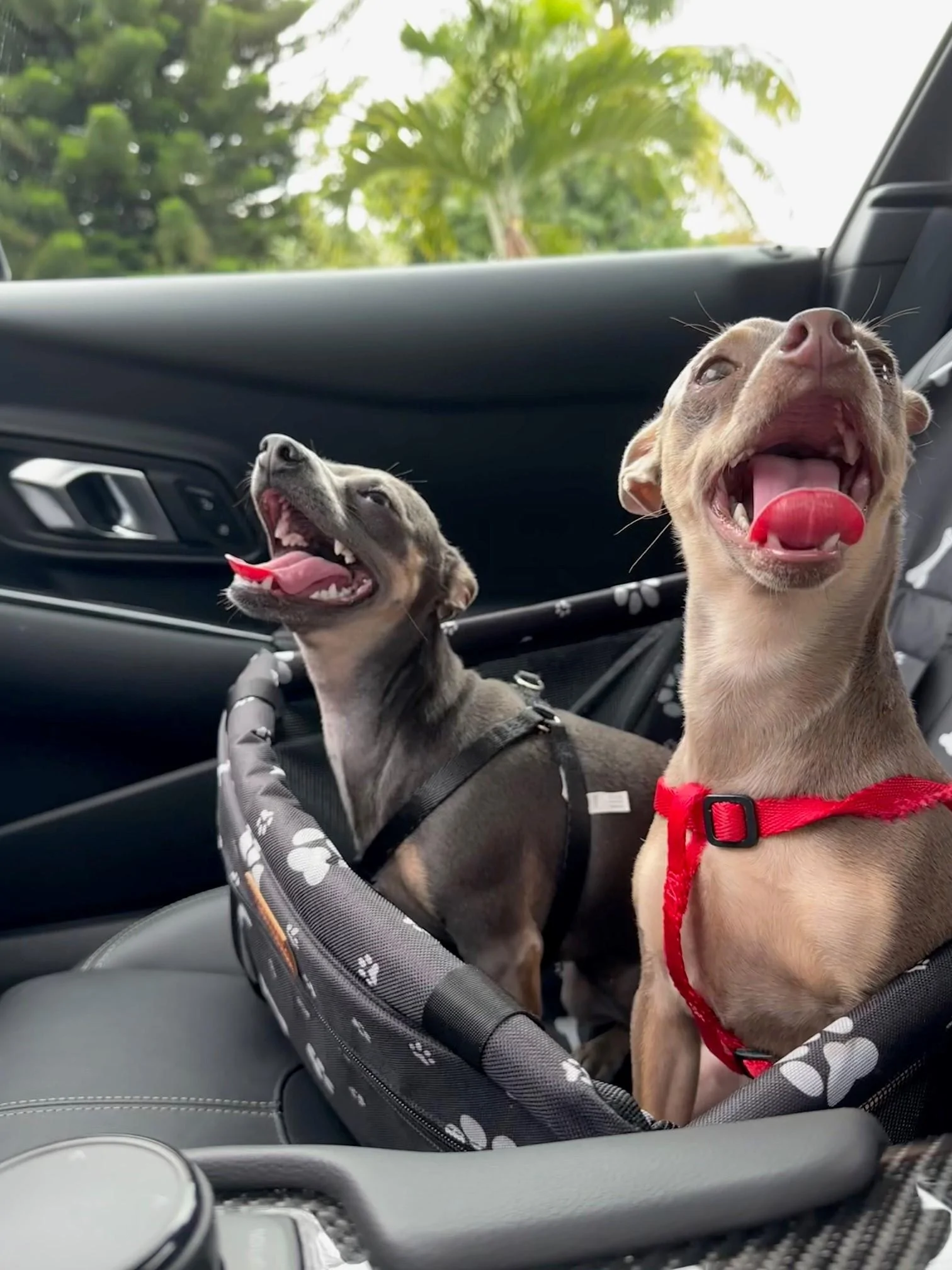 cardogpic2.jpg