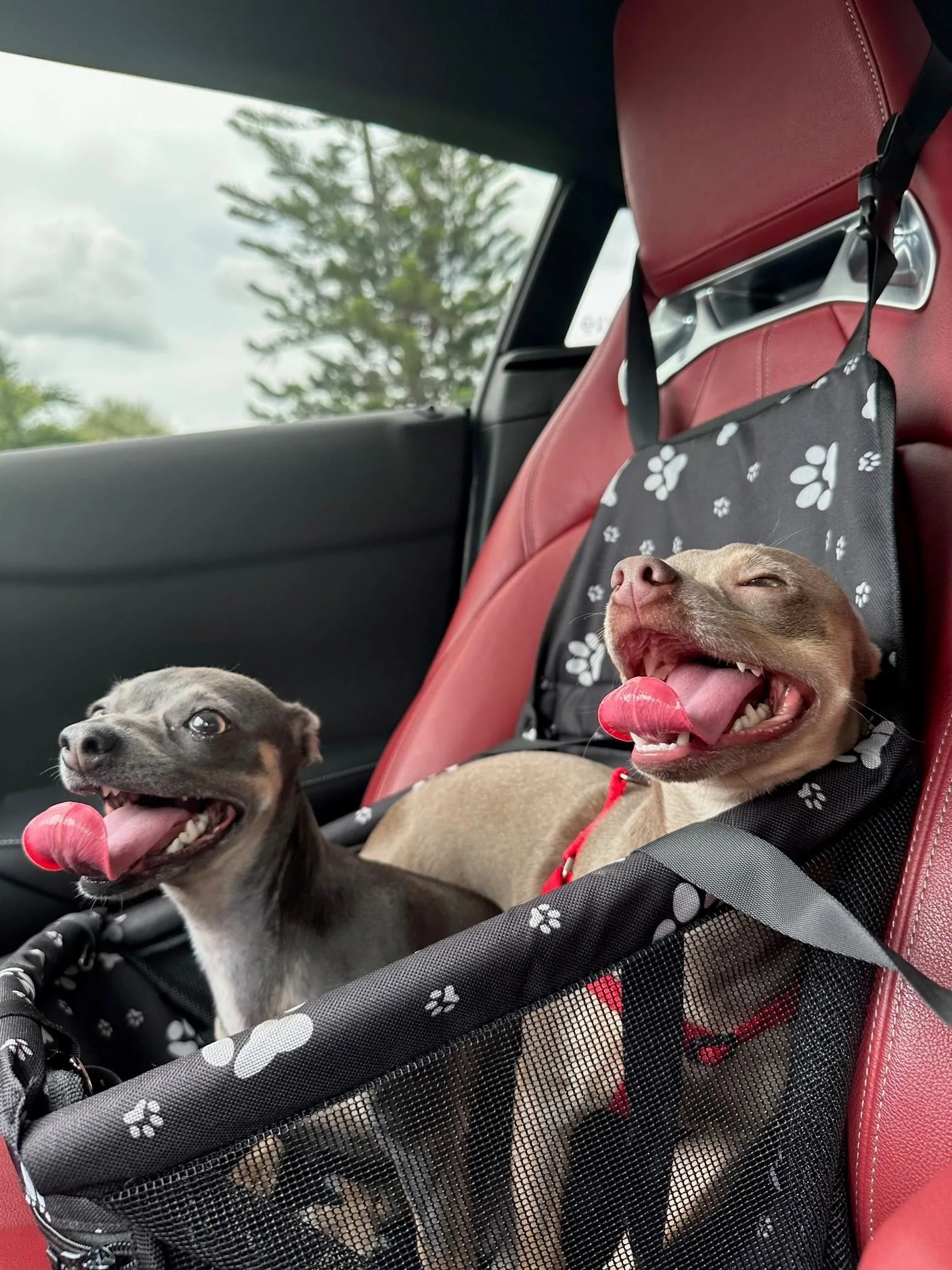 cardogpic.jpg