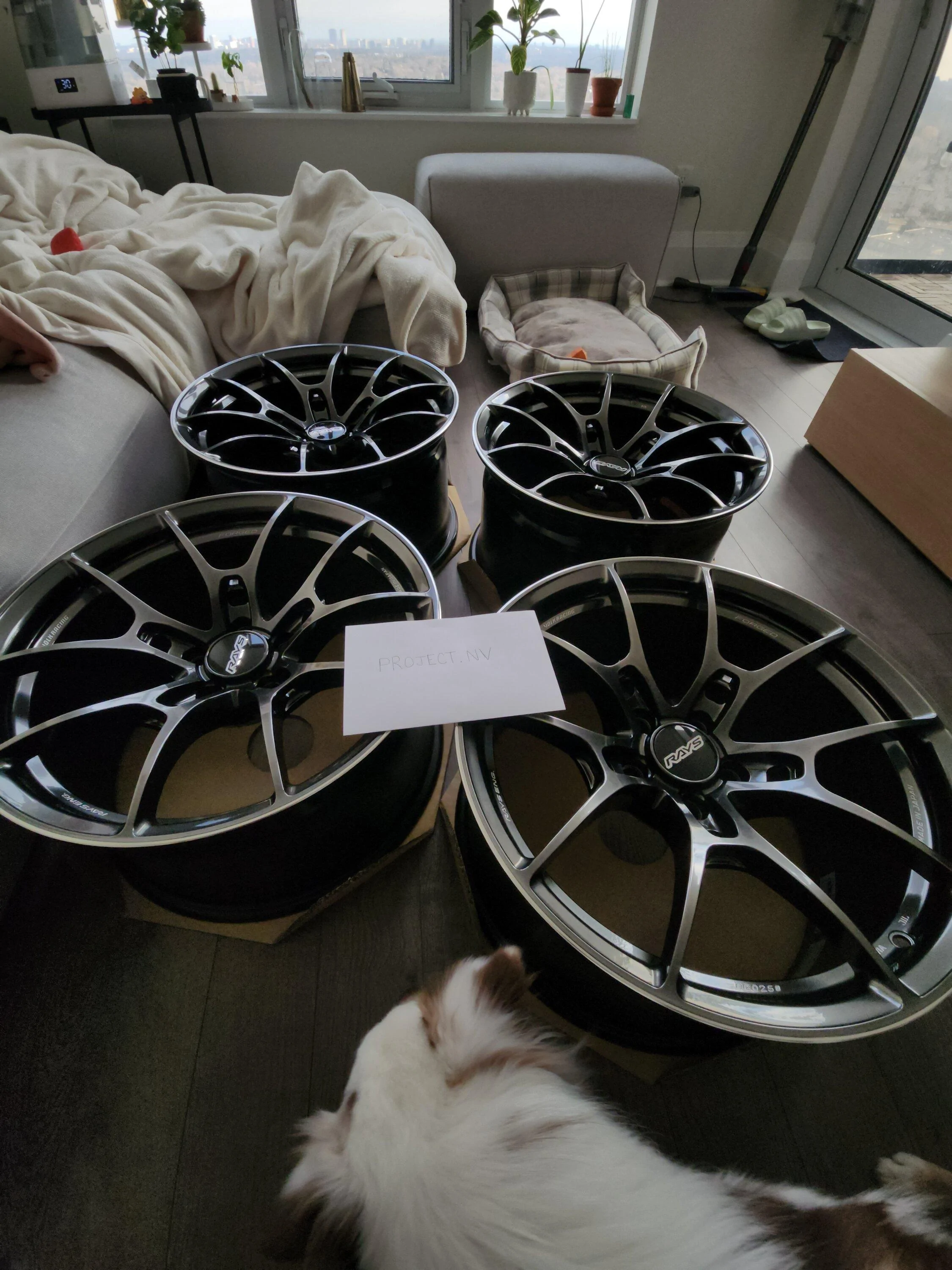 グレッグブラック Greg Black 0G.312#2 Light SP グレッグブラック