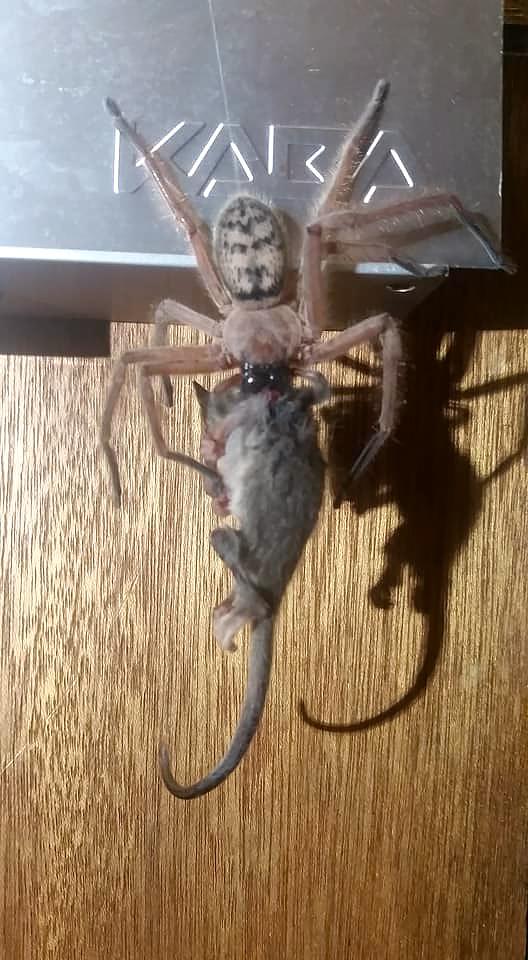 Huntsman-eating-pygmy-possum-Minibeast-Wildlife-1.jpg