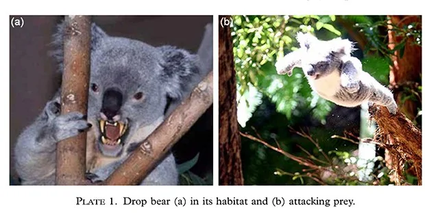 drop-bear-image.webp