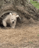 IMG_2455.gif