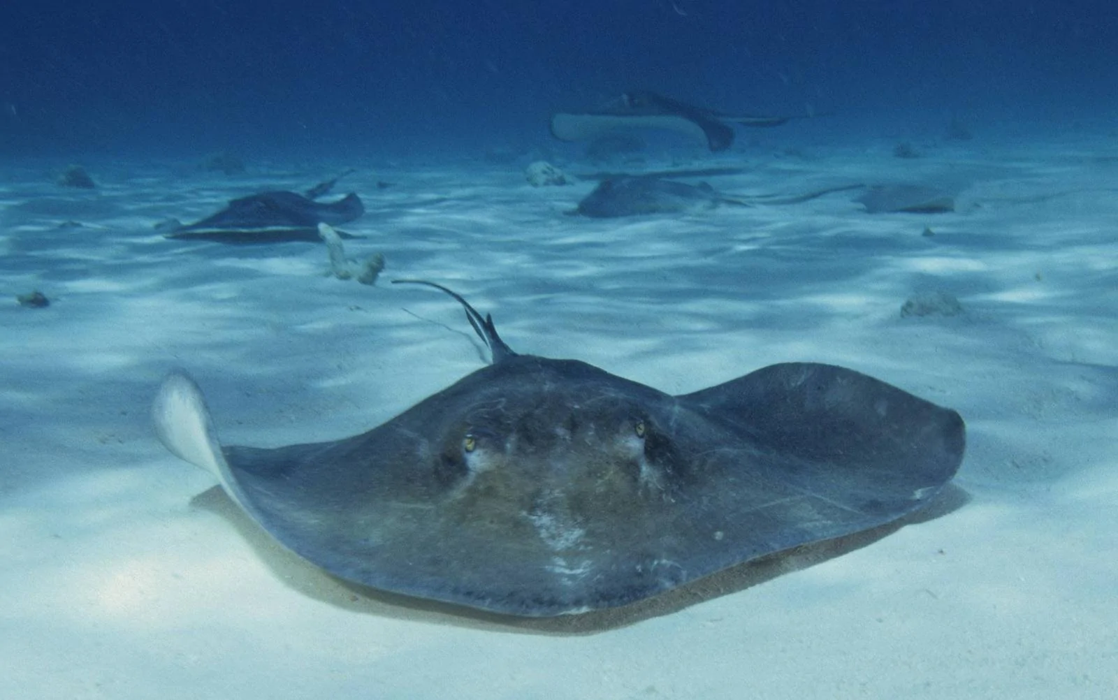 3_2_southern_stingrays_at_stingray_city.webp