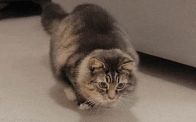 giphy (1).gif