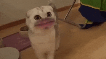 8svupmmwxf506d0h0wgcusby&ep=v1_gifs_search&rid=200.gif