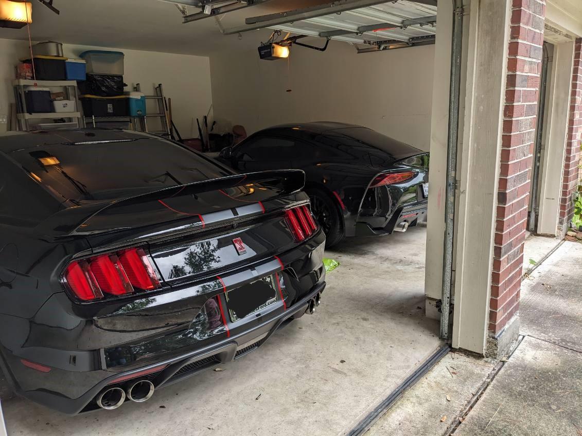 shelby.jpg
