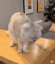 eww-gross.gif