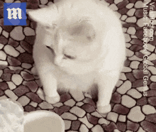 puking-cat.gif