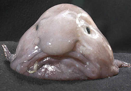 blobfish122way_custom-a3030e92603efd785cae64ed0720bc4fb5cb85eb.jpg