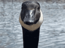 goose-geese.gif