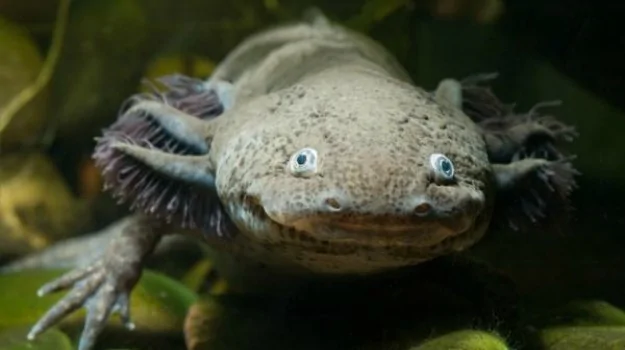 salamander-625x350.webp