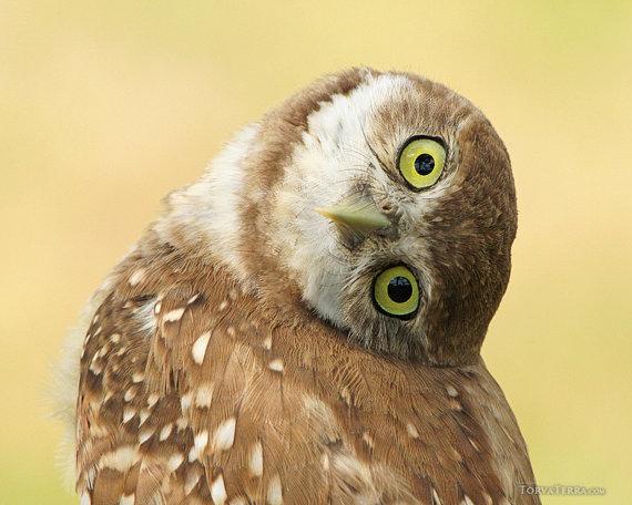owl.jpg