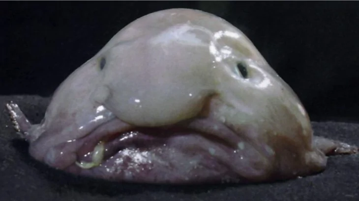 blobfish-730x410.webp