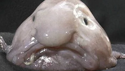 blob fish.webp