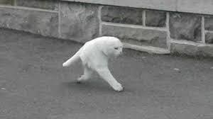 when you walking cat.jpg