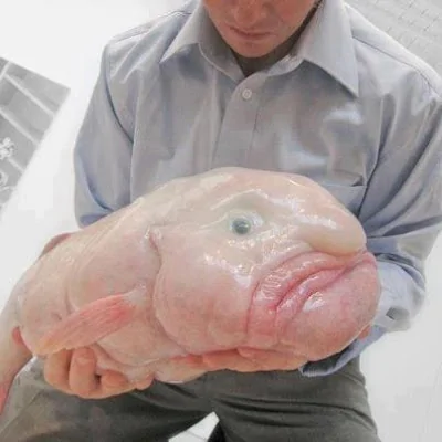 Blob.webp