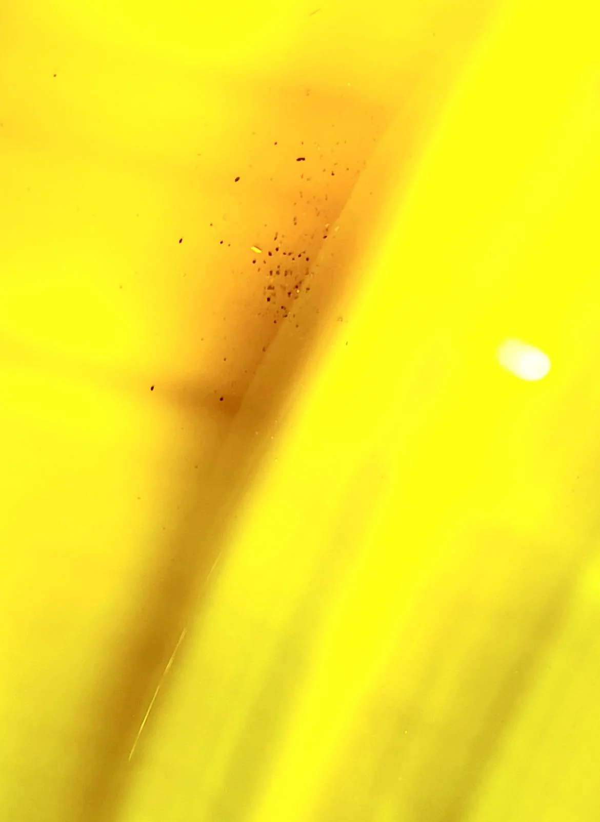 36F3090E-EAF0-4981-B01D-A22B00641B64.webp