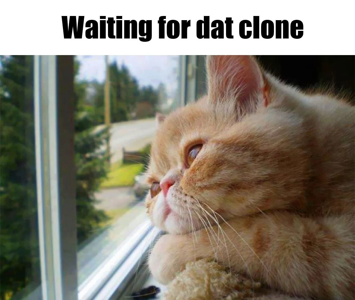 cat-waiting-window-65.webp