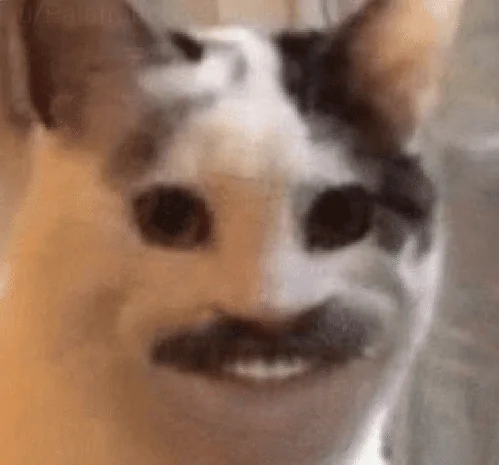 polite cat.png