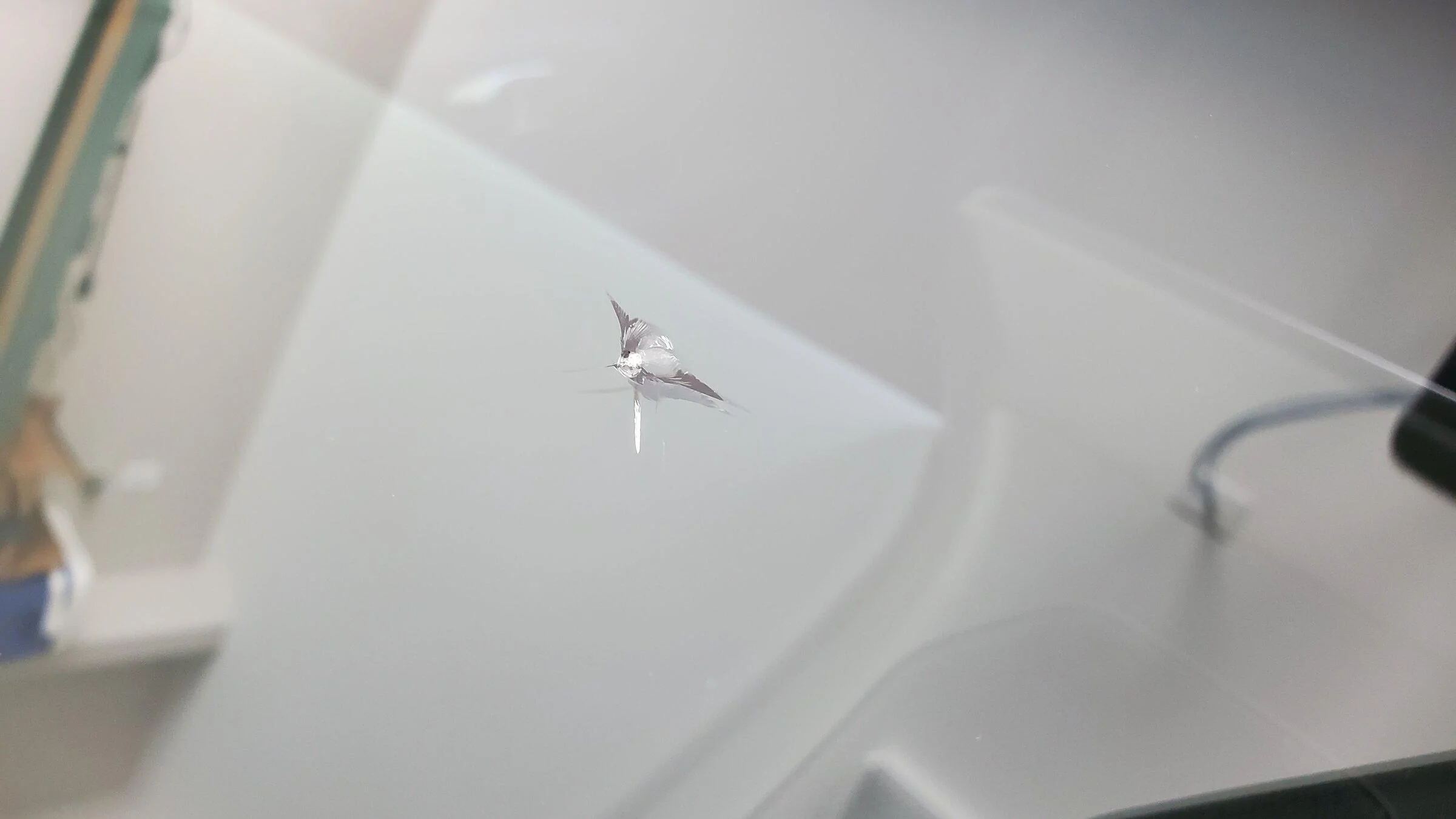 Spider crack winshield.jpg