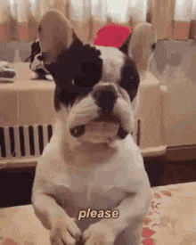 please-yes.gif