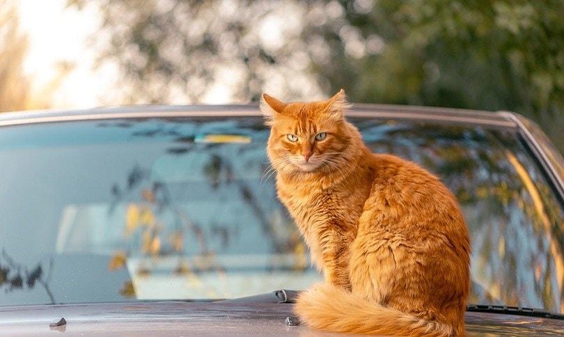 cat-car.jpg
