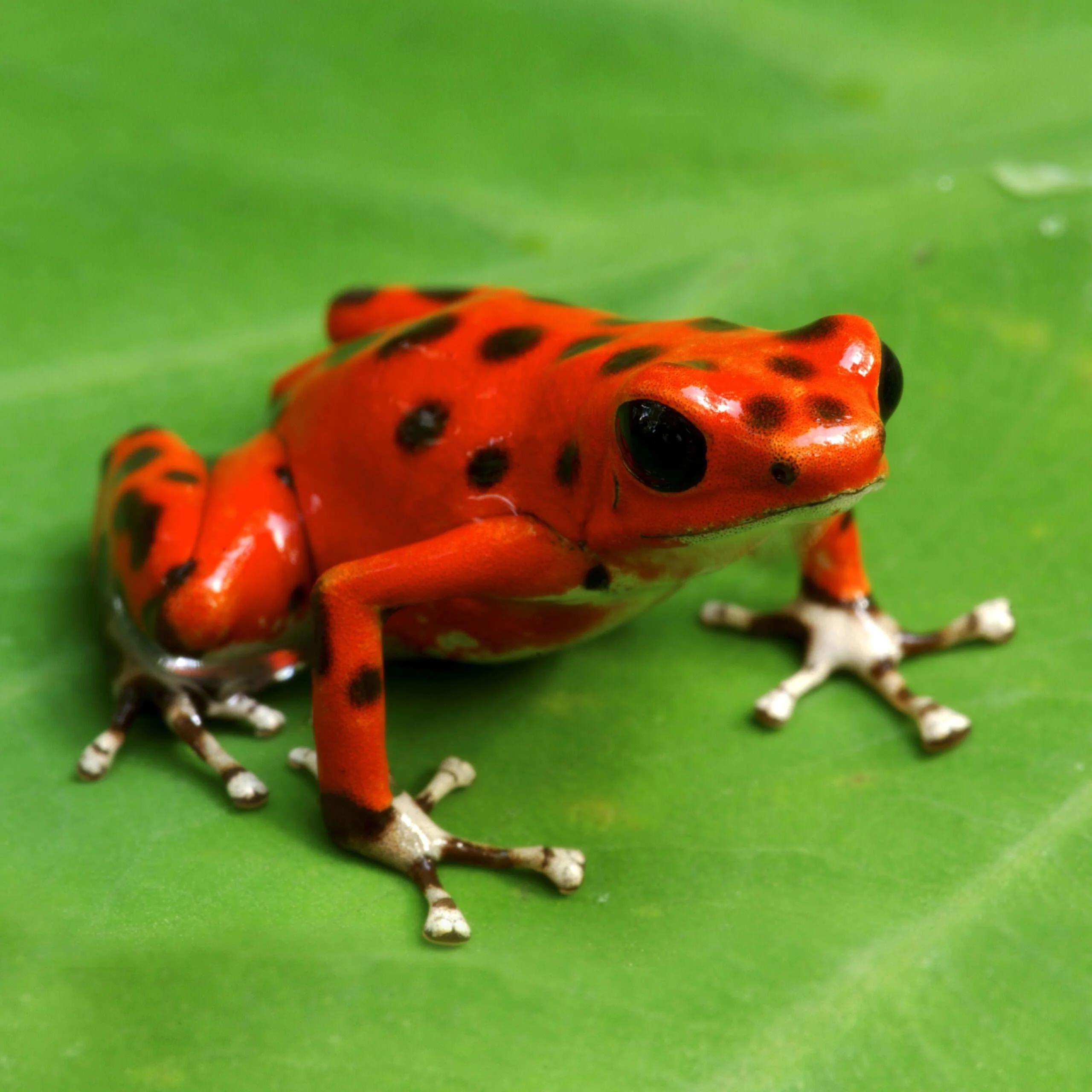 poison-dart-frog-thumb-1-scaled.jpg.optimal.webp