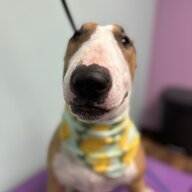bobbybiglug