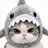 sharkcat